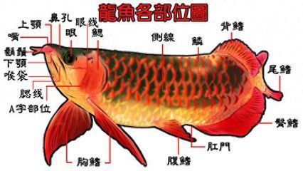 龍魚的結構：龍魚的結構特征