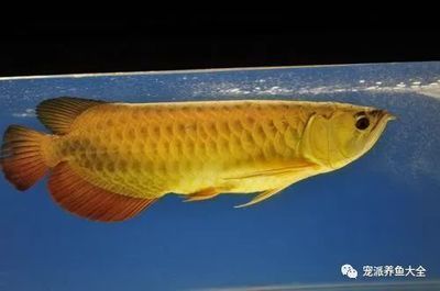 龍魚有病了用什么藥好：關于龍魚疾病治療的藥物選擇和使用方法