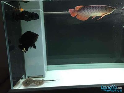 紅尾珍珠龍魚怎么養(yǎng)（紅尾珍珠龍魚怎么養(yǎng)「上海巷美農(nóng)業(yè)科技供應(yīng)）