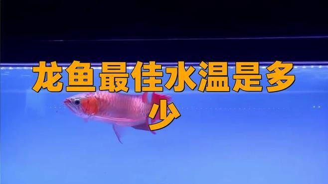 龜增色龍魚的最佳生長溫度是多少？