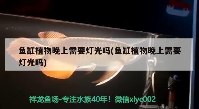 紅龍魚怎樣養(yǎng)上色快些呢，如何讓紅龍魚快速上色