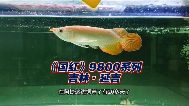 頂級紅龍魚視頻 頂級紅龍魚視頻 龍魚百科
