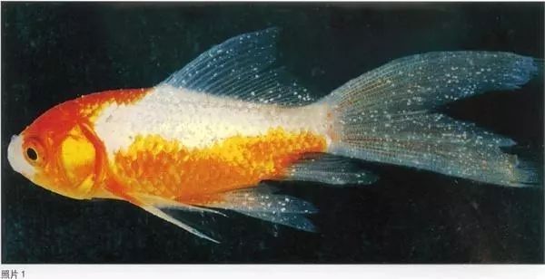 龍魚白點病期間需要換水嗎？