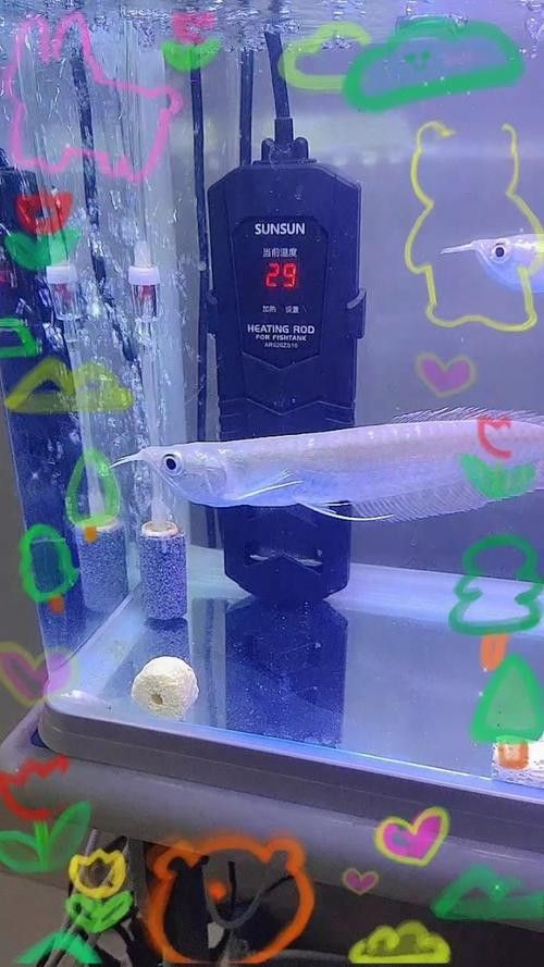 銀龍魚多少錢？