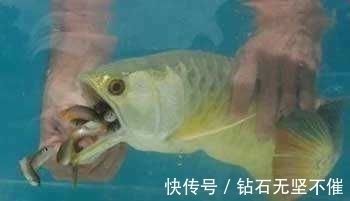 金龍魚用嘴孵小魚（金龍魚為什么會用嘴孵小魚）