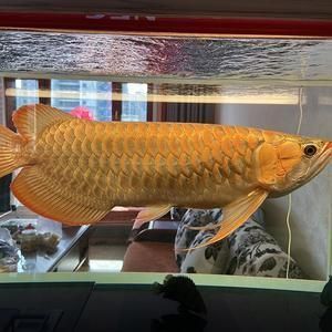 金龍魚不想養(yǎng)了怎么辦：如果您決定不再想養(yǎng)金龍魚