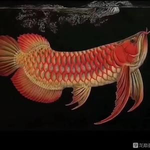 金龍魚不想養(yǎng)了怎么辦：如果您決定不再想養(yǎng)金龍魚