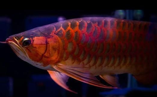 龍魚(yú)頭向下怎么回事，龍魚(yú)頭向下可能是由于多種原因造成的，可能是由于多種原因造成的