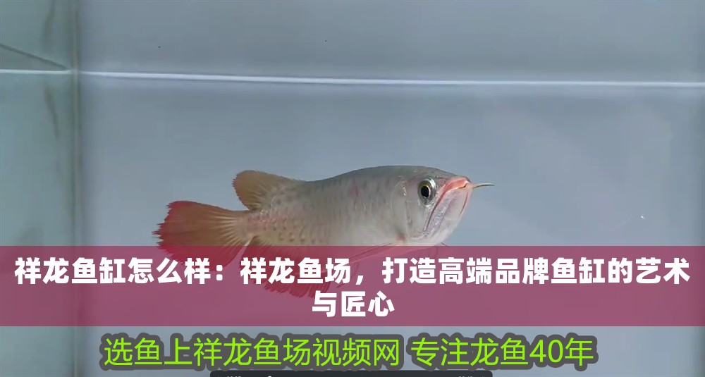 祥龍魚(yú)缸怎么樣：祥龍魚(yú)場(chǎng)，打造高端品牌魚(yú)缸的藝術(shù)與匠心