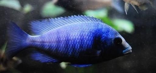 龍魚飼料哪種好養一點（如何選擇龍魚飼料）
