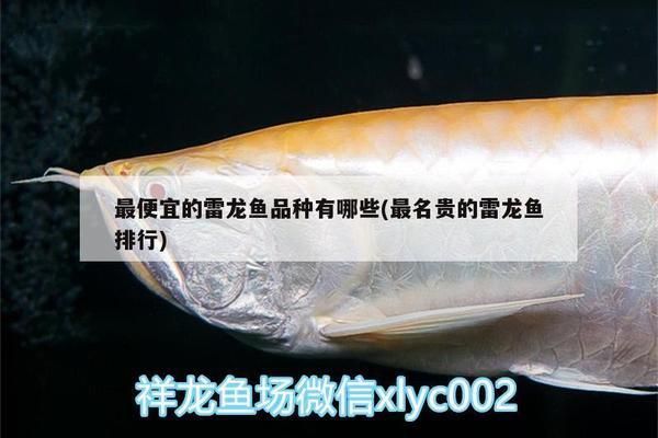 雷龍魚(yú)哪個(gè)品種好看便宜（雷龍魚(yú)市場(chǎng)價(jià)格波動(dòng)）