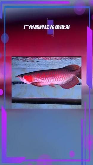 給我推薦一些信譽(yù)好的紅龍魚(yú)商家