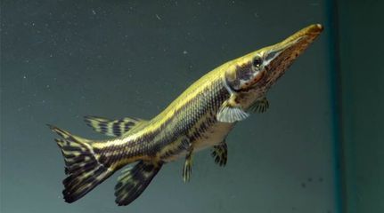 皇家火箭咬龍魚【皇家火箭咬龍魚與普通火箭魚的區別】