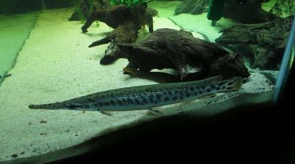 皇家火箭咬龍魚【皇家火箭咬龍魚與普通火箭魚的區別】