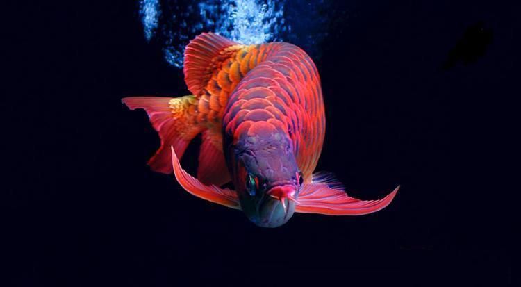 紅龍魚喂食正確方法（紅龍魚喂食的正確方法）