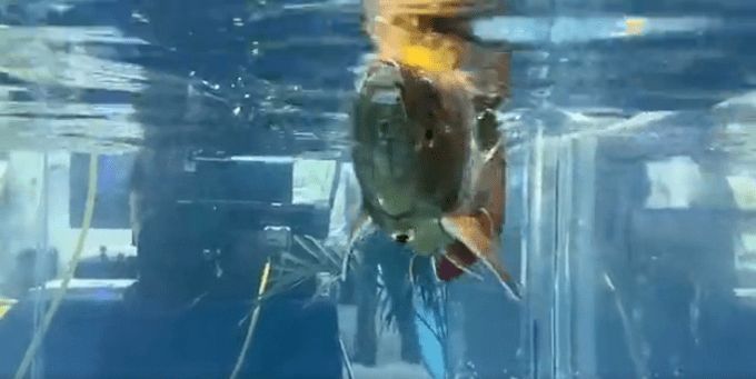 機(jī)器金龍魚（機(jī)器金龍魚不僅是技術(shù)先進(jìn)的仿生機(jī)器人更是金龍魚品牌）