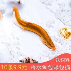 泥鰍頭能喂金龍魚嗎（泥鰍頭能否喂金龍魚這一問題可以通過以下渠道獲?。?></span></div><blockquote style='border:1px #d0d4c8 dashed;background-color:#f4f5f6'><p class=