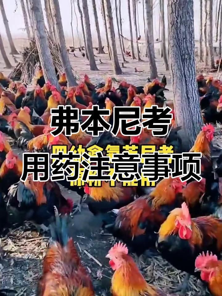 詳細介紹一下氟苯尼考的使用方法