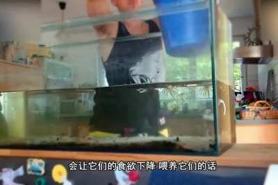 喂龍魚蝦用去皮嗎怎么喂：喂龍魚蝦是否需要去皮
