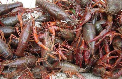 喂龍魚蝦用去皮嗎怎么喂：喂龍魚蝦是否需要去皮