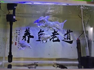 龍魚會不會噎死：龍魚噎食風險分析