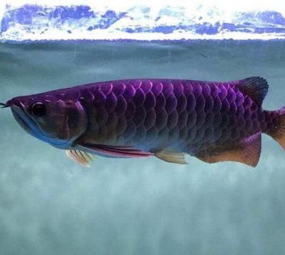 五爪金龍魚是什么？：五爪金龍魚是一個標準的魚類分類術(shù)語 五爪金龍魚是什么？：五爪金龍魚是一個標準的魚類分類術(shù)語 龍魚百科 第3張