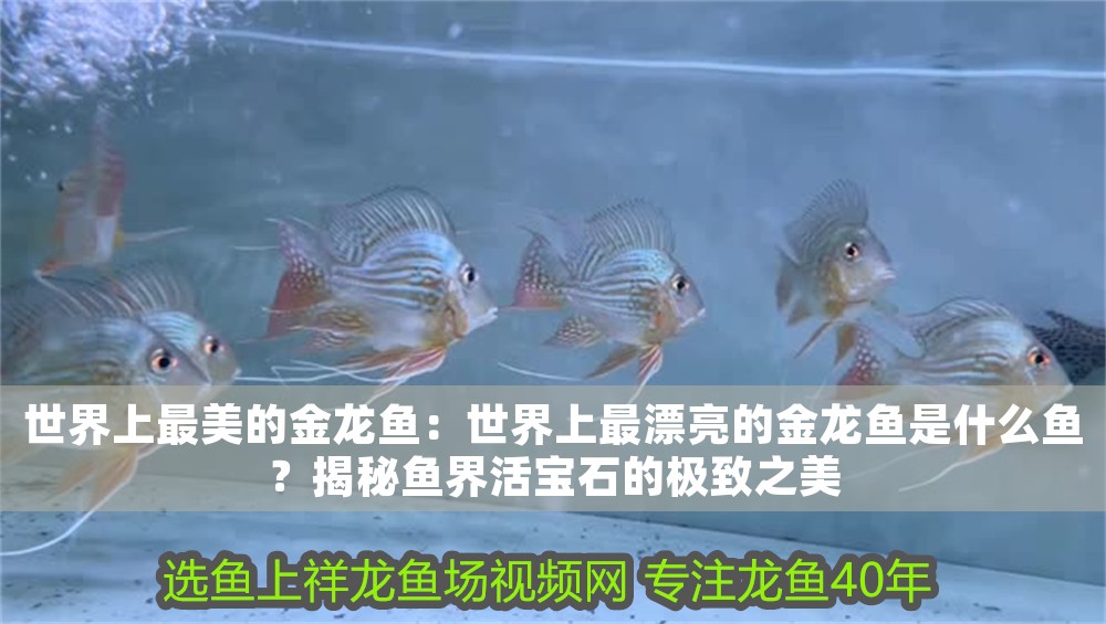 世界上最美的金龍魚：世界上最漂亮的金龍魚是什么魚？揭秘魚界活寶石的極致之美
