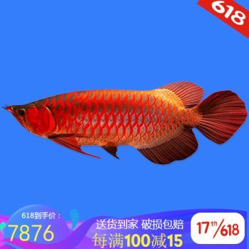 翹頭紅龍魚：翹頭紅龍魚市場價格趨勢,翹頭紅龍魚日常飲食指南