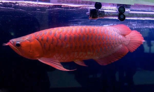 龍魚燈什么顏色好看：龍魚燈品牌推薦，龍魚燈的顏色選擇