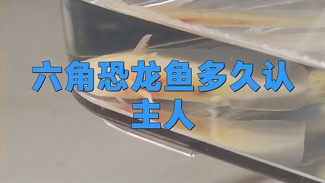 六角恐龍魚認主需要多長時間？