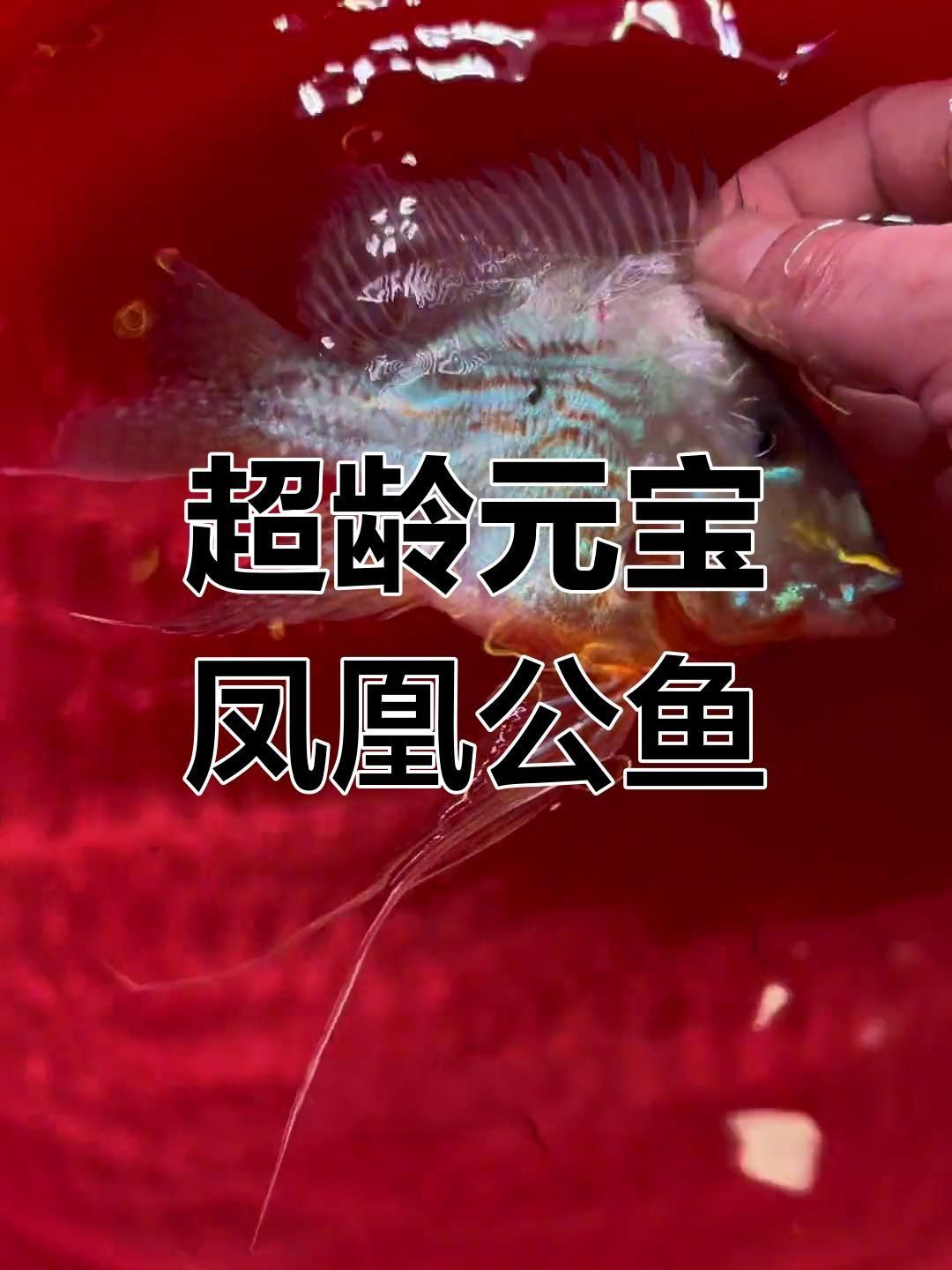 龍魚(yú)元寶鳳凰的品種