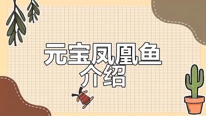 龍魚(yú)元寶鳳凰的品種