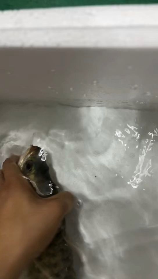 龍魚(yú)百度貼吧