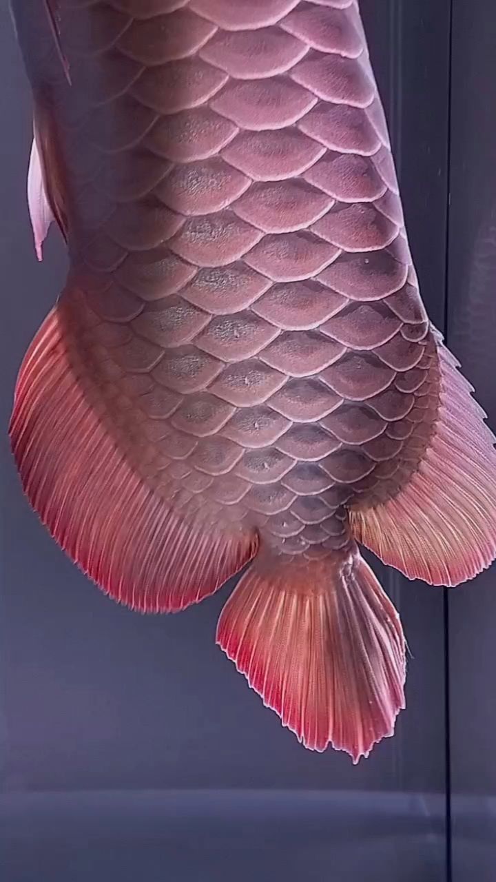 龍魚(yú)百度貼吧