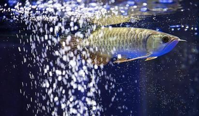 紅龍魚吃飽還會繼續吃嗎：紅龍魚吃飽后會選擇停止進食嗎？