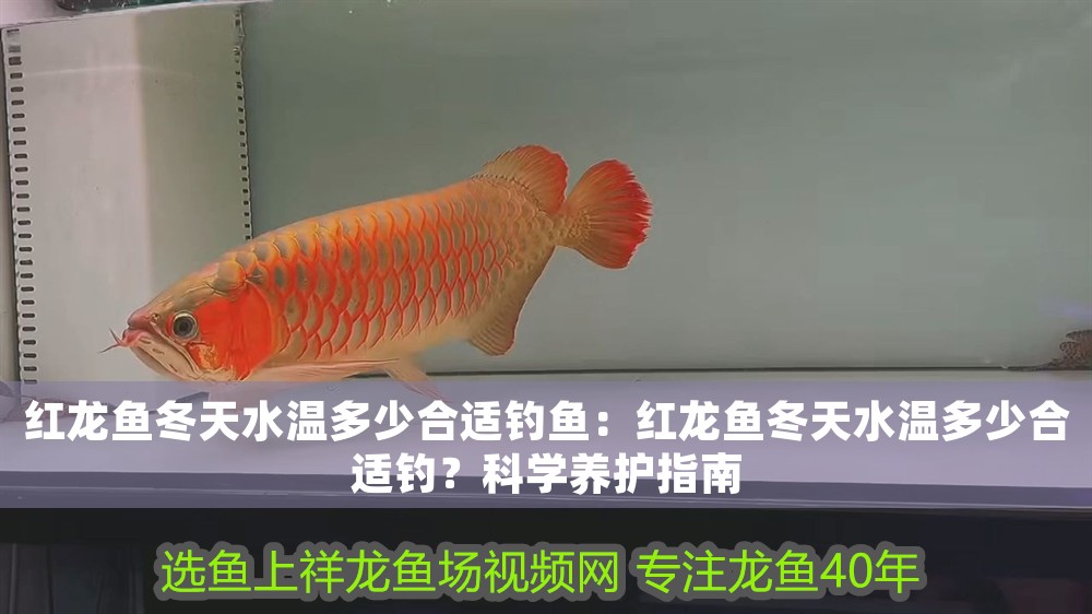 紅龍魚冬天水溫多少合適釣魚：紅龍魚冬天水溫多少合適釣？科學(xué)養(yǎng)護(hù)指南