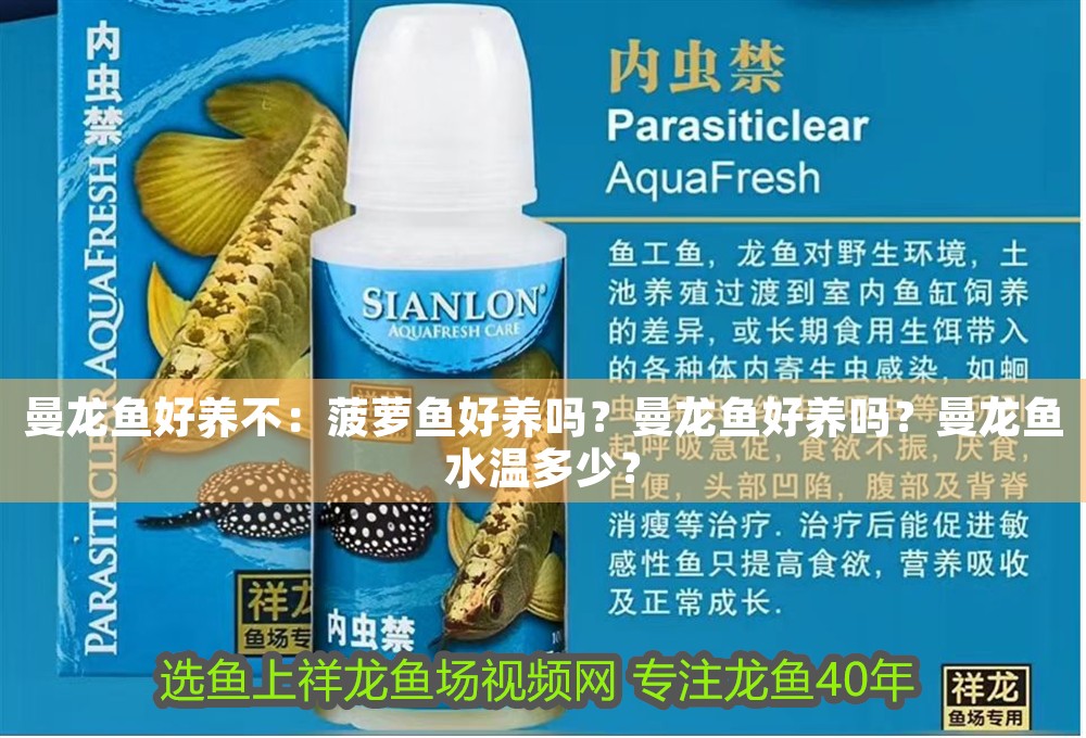 曼龍魚好養不：菠蘿魚好養嗎？曼龍魚好養嗎？曼龍魚水溫多少？