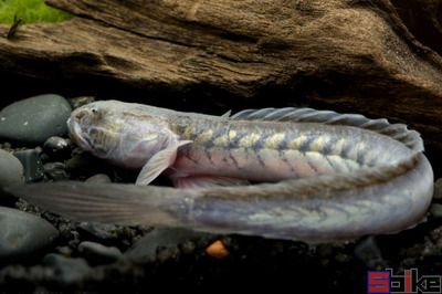 龍魚沉底是什么原因造成的：龍魚為什么會沉底