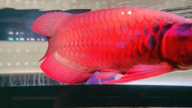 紅龍魚怎么長的快呢視頻（紅龍魚怎么長的快呢視頻教程）