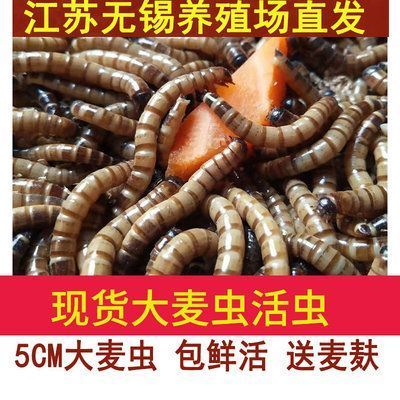 40公分龍魚喂多大的大麥蟲 40公分龍魚喂多大的大麥蟲 龍魚百科 第2張