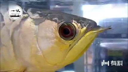 電影金龍魚被燉了：電影《金龍魚被燉了》中的金龍魚是如何被燉了的？ 電影金龍魚被燉了：電影《金龍魚被燉了》中的金龍魚是如何被燉了的？ 龍魚百科 第2張