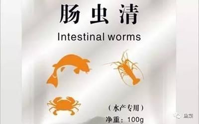 龍魚(yú)喂腸蟲(chóng)清：腸蟲(chóng)清可以喂給龍魚(yú)嗎？