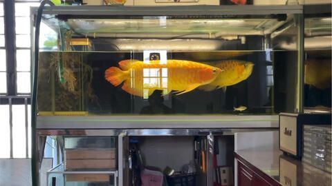 龍魚缸水流大小對龍魚影響大嗎：如何調節龍魚缸水流強度，不同龍魚品種適合的水流