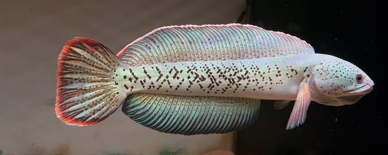 巴卡雷龍魚價格為什么差別大，為什么巴卡雷龍魚價格存在顯著差異？