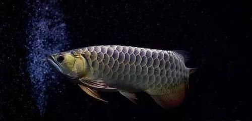 龍魚有毒么：龍魚咬人是否有毒