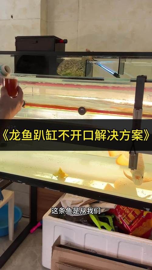 印尼紅龍魚養殖方法圖解