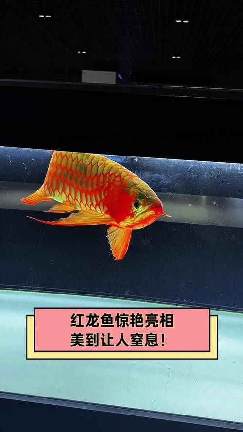 印尼紅龍魚養殖方法圖解