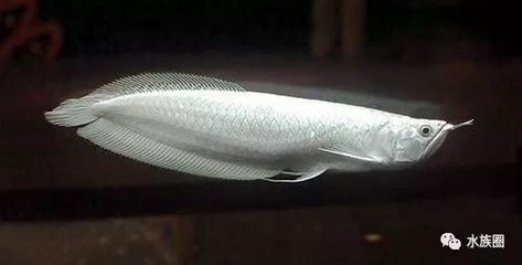 龍魚(yú)的生長(zhǎng)周期是多久：關(guān)于龍魚(yú)生長(zhǎng)周期的詳細(xì)信息