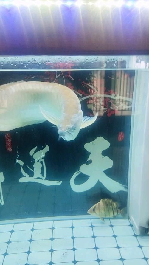 銀龍魚掉眼手術(shù)教程圖解