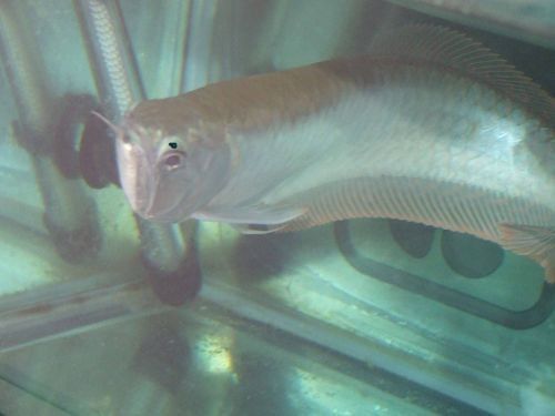 銀龍魚掉眼手術(shù)教程圖解